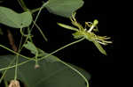 Yellow passionflower